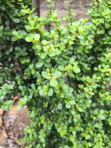 Bonsai de Mini Jade Suculenta