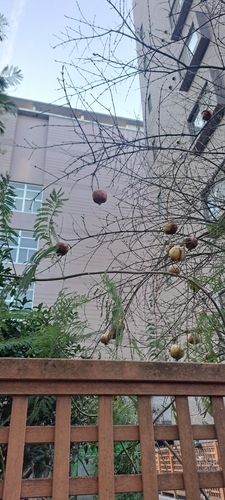 Bonsai de Romãzeira de Frutos Grandes