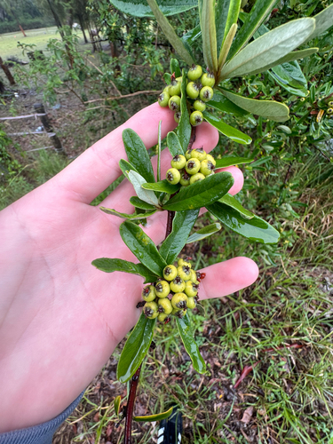 Bonsai de Piracanta de Frutos Laranjas