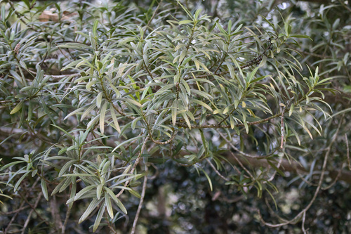 Bonsai de Podocarpo Japonês Kusamaki