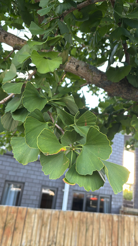 Bonsai de Ginkgo Biloba