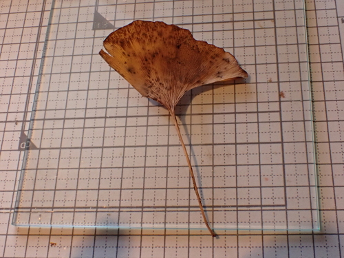 Bonsai de Ginkgo Biloba