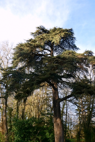 Bonsai de Cedro do Líbano