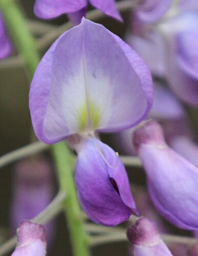 Bonsai de Glicínia Japonesa Roxo-azulada