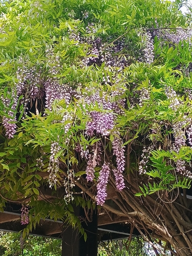 Bonsai de Glicínia Japonesa Roxo-azulada