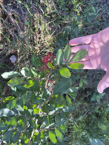 Bonsai de Aroeira Vermelha