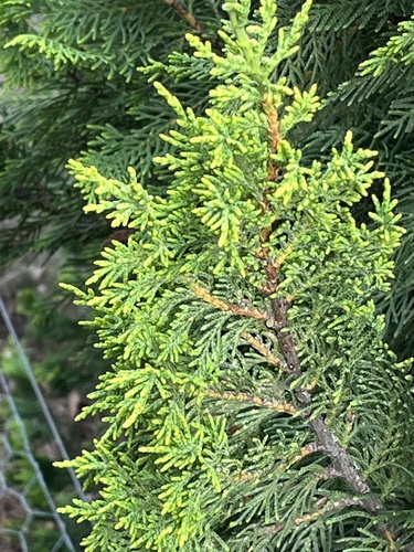 Bonsai de Cipreste de Monterey