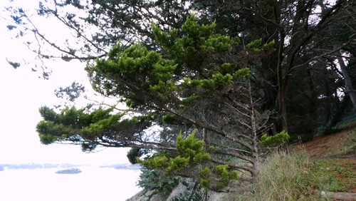 Bonsai de Cipreste de Monterey