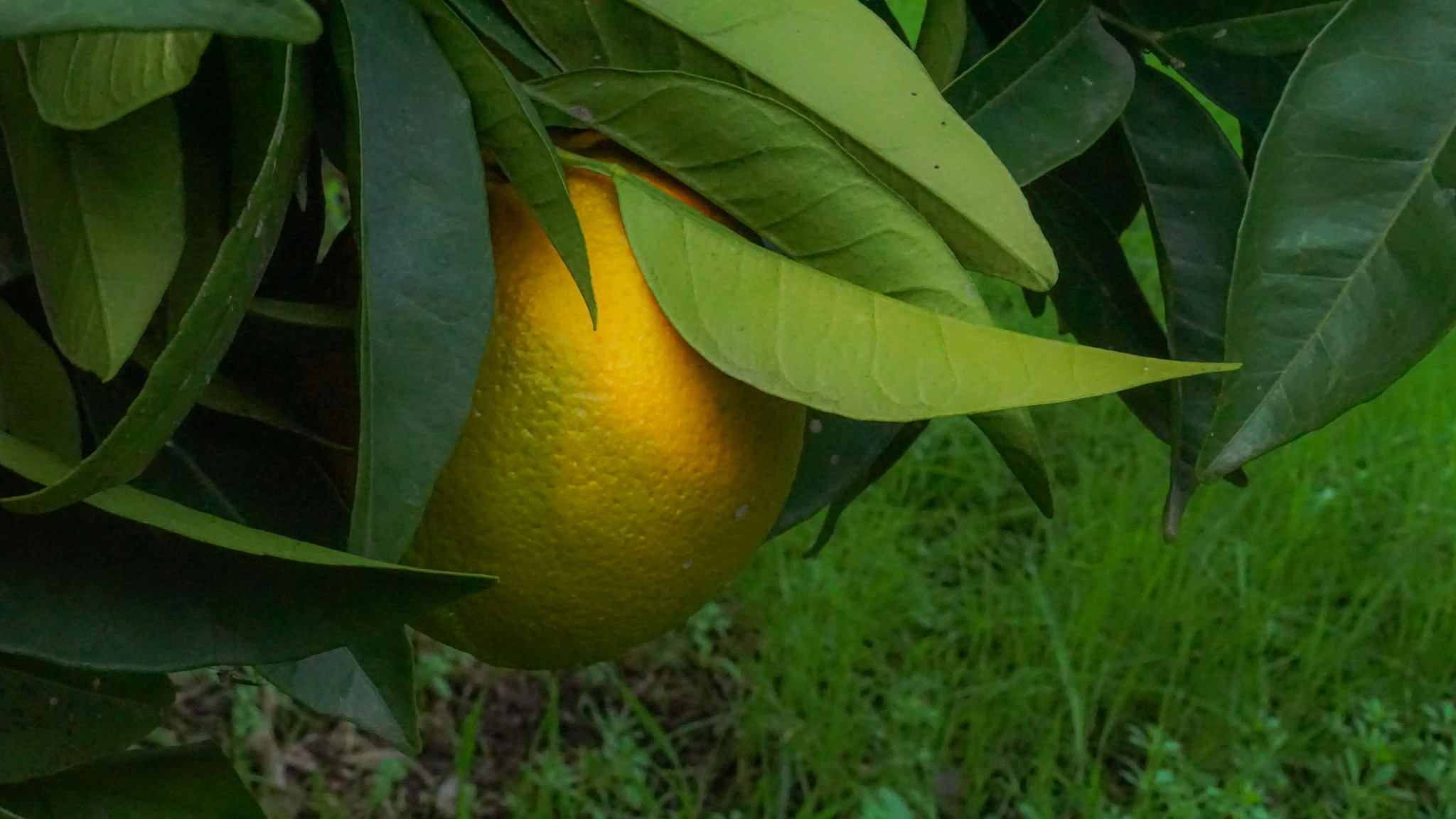 Laranjeira - Laranja Bahia
