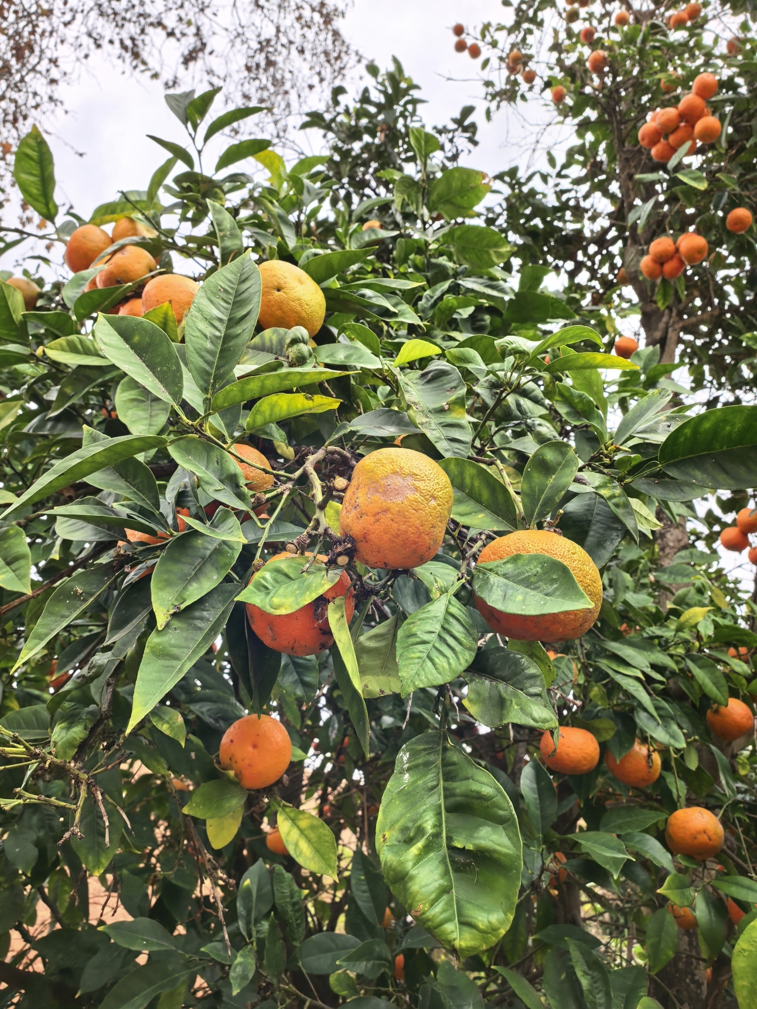 Tangerineira - Tangerina Murcote