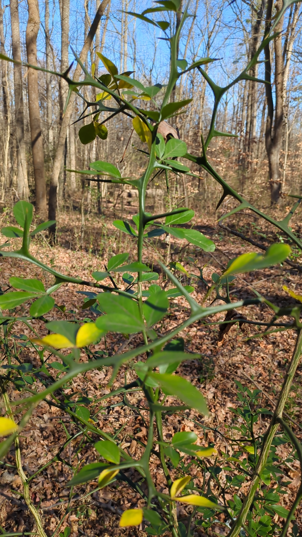 Tangerineira - Tangerina Satsuma