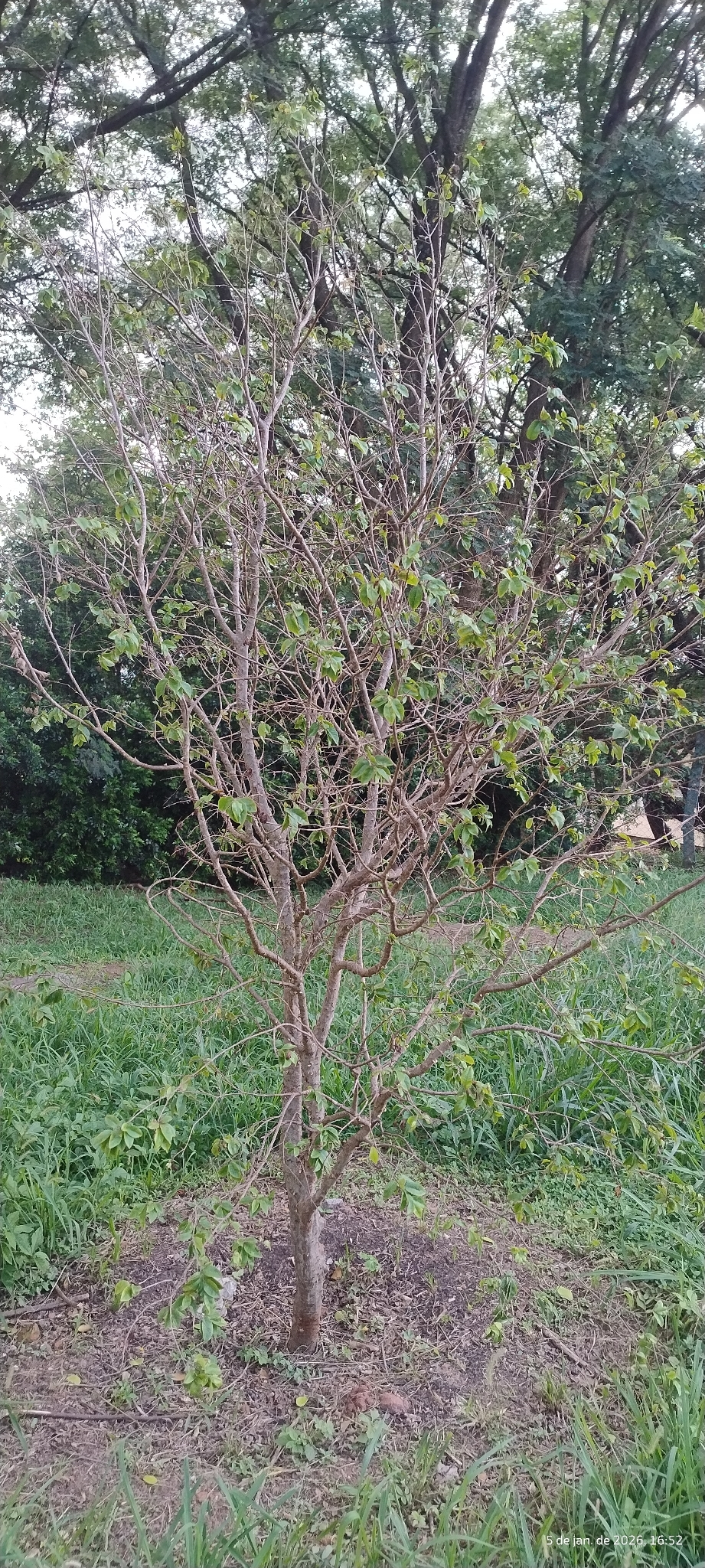 Jabuticabeira Sabará