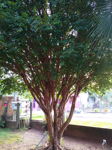 Jabuticabeira Híbrida