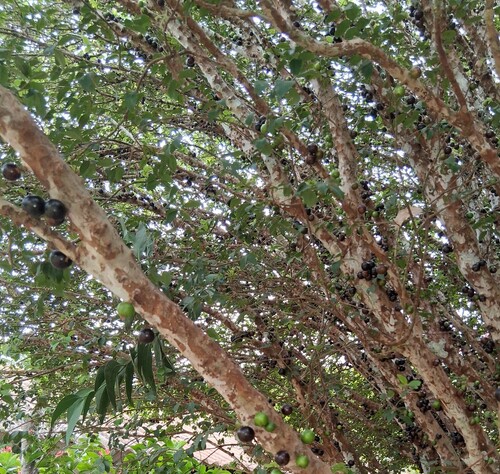 Jabuticabeira Híbrida