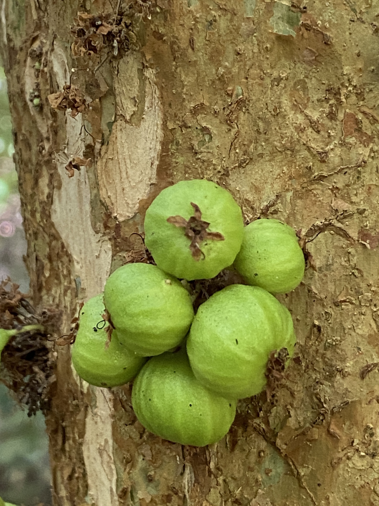 Jabuticabeira Escarlate