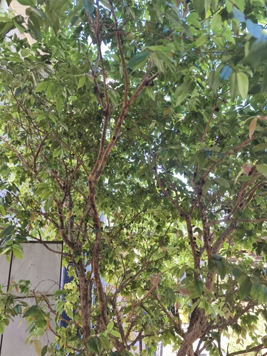 Jabuticabeira Grimal