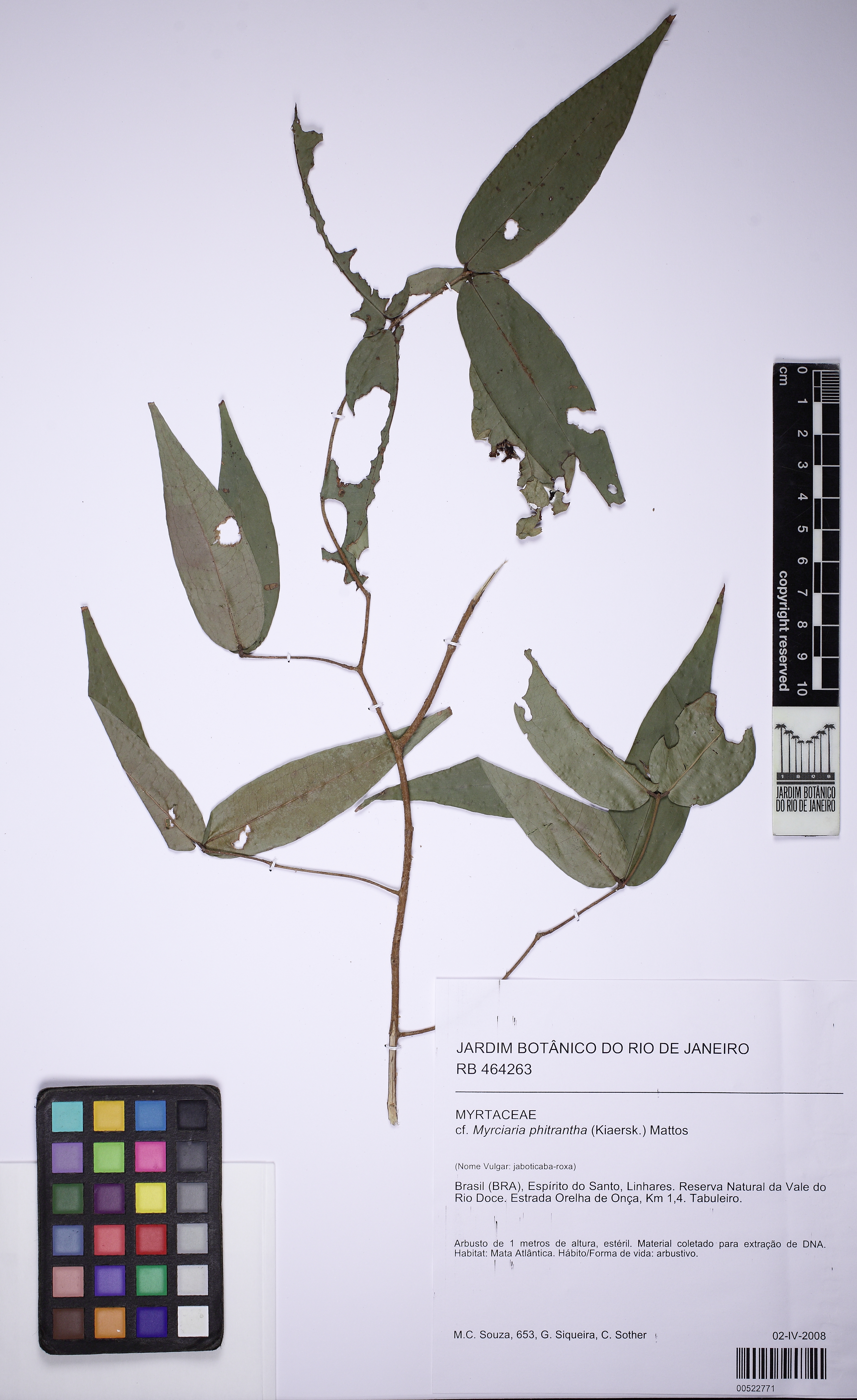 Jabuticabeira Branca