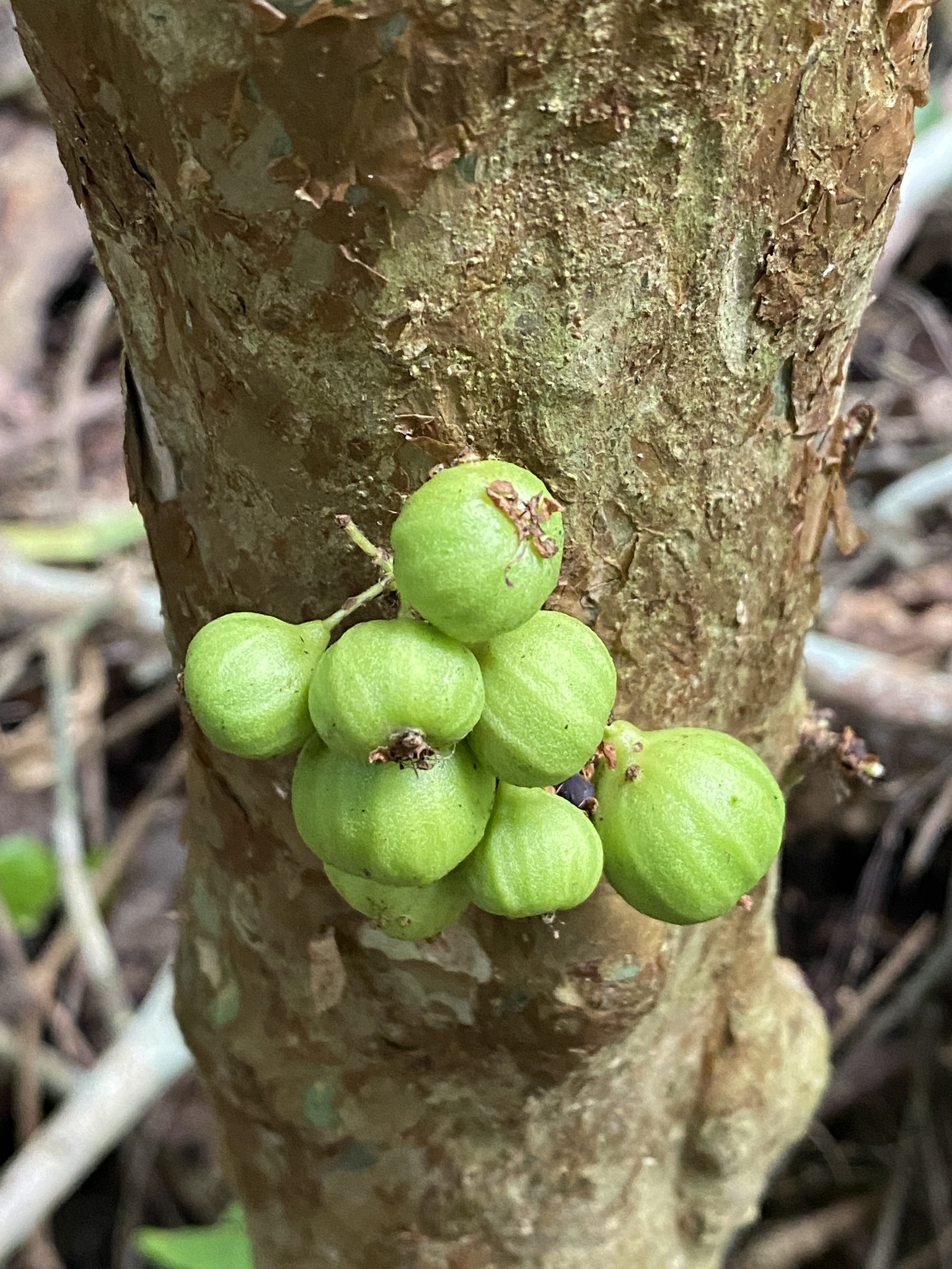 Jabuticabeira de Cabinho