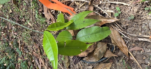 Jabuticabeira Anã