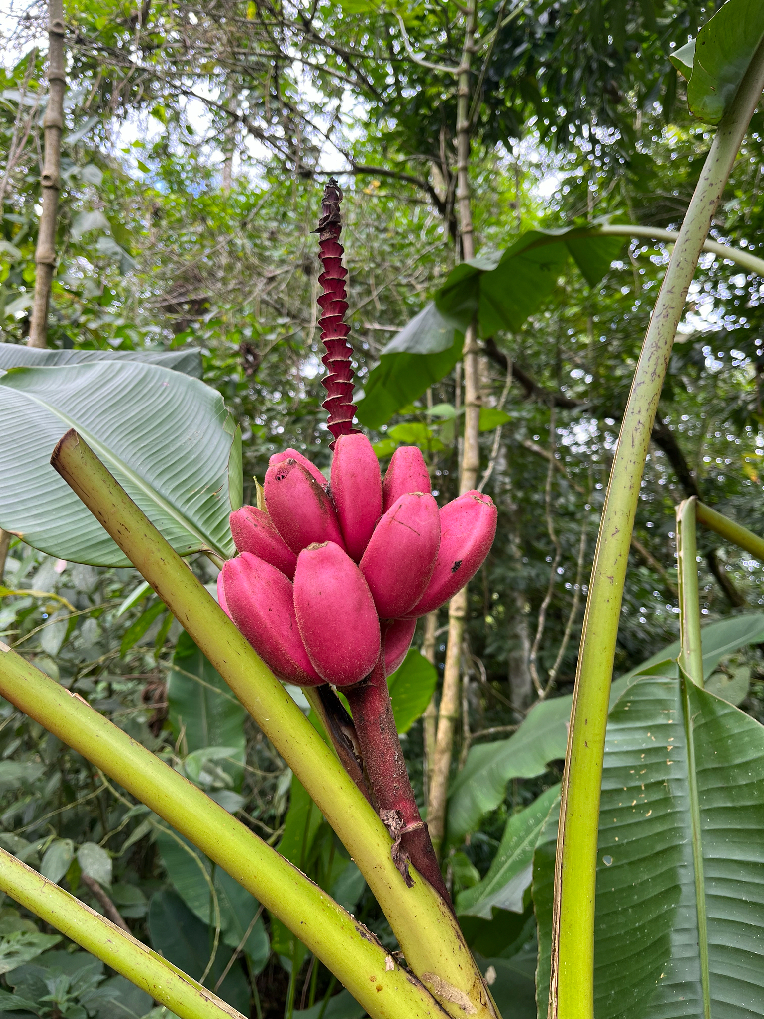 Bananeira - Banana Prata
