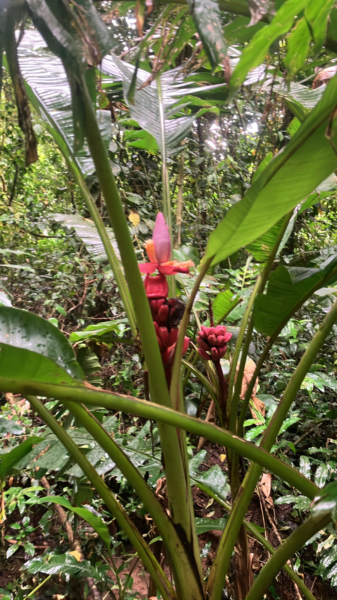 Bananeira - Banana Prata
