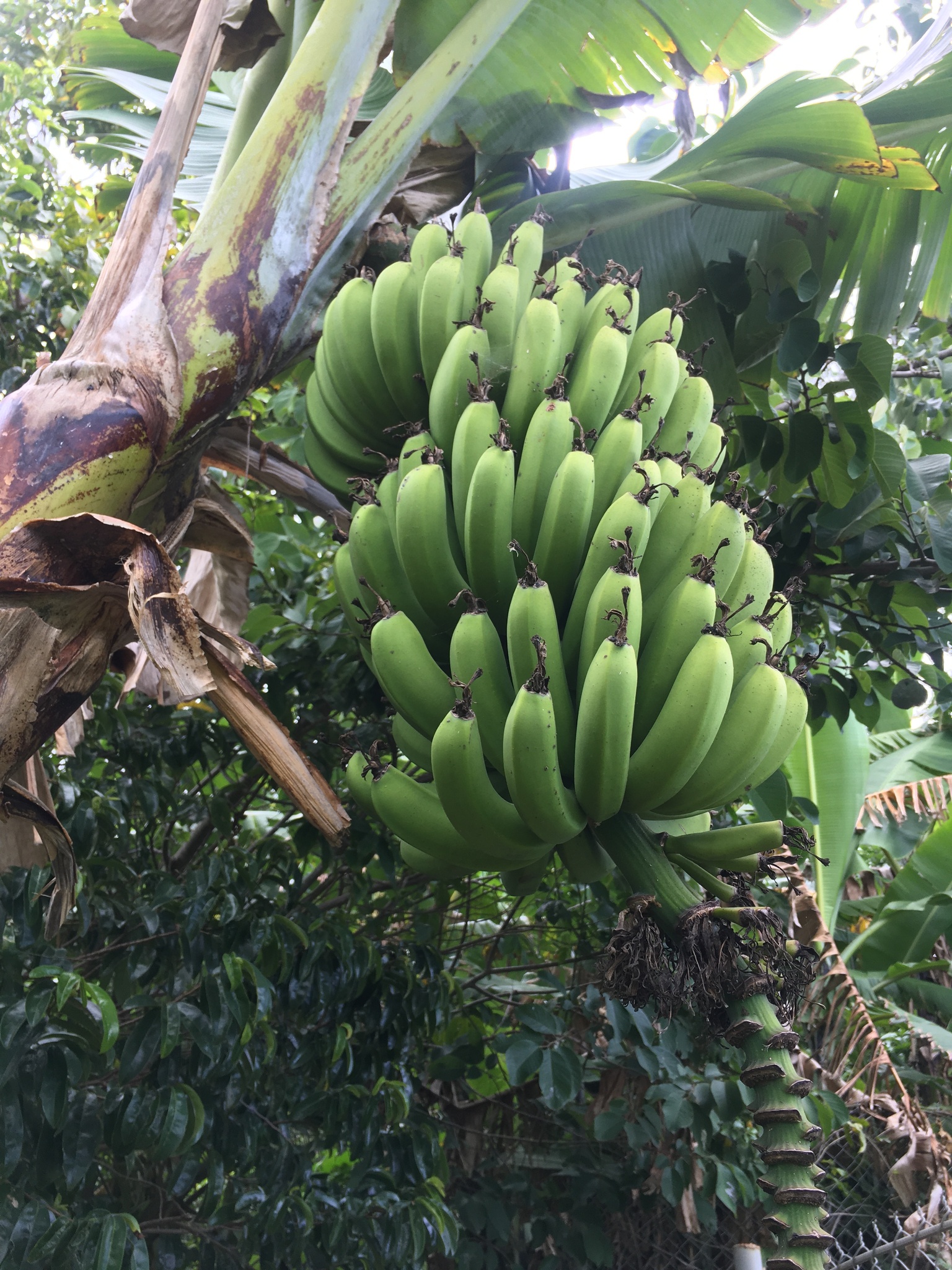 Bananeira - Banana Maçã