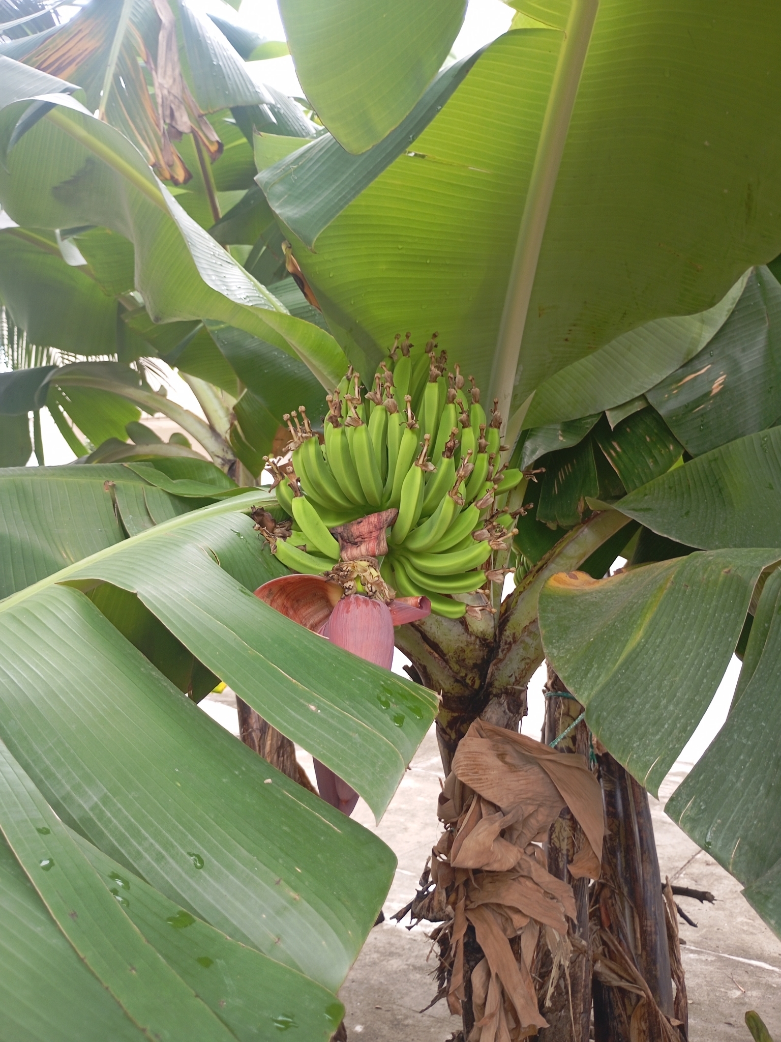 Bananeira - Banana Maçã