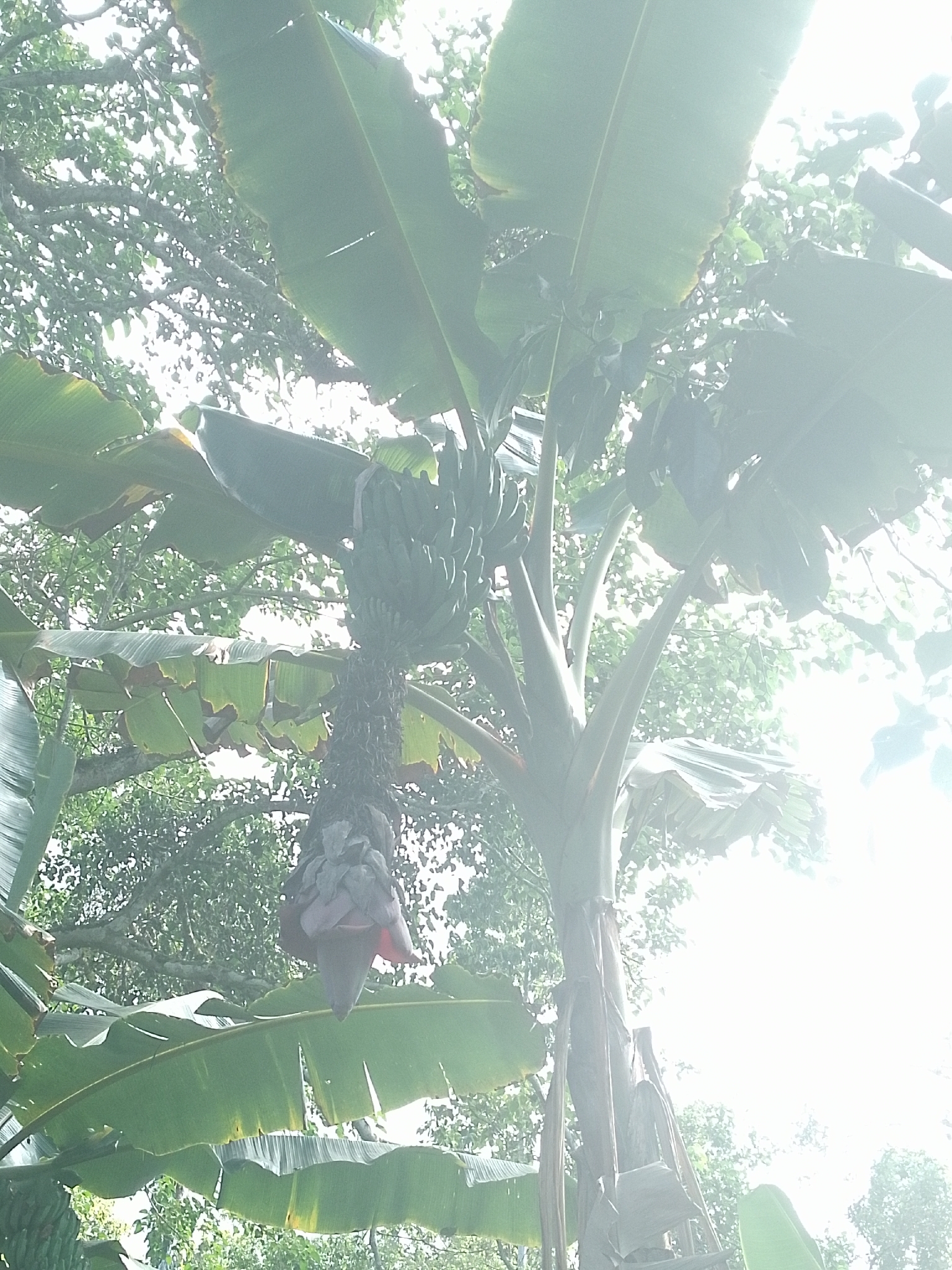 Bananeira - Banana da Terra