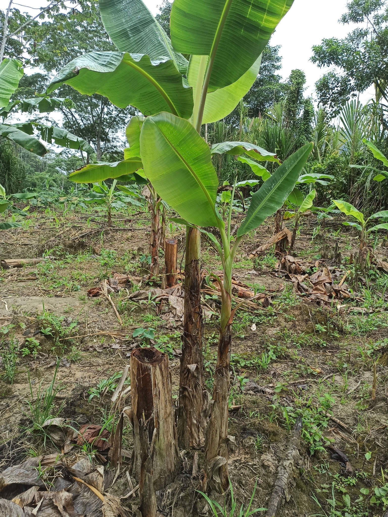 Bananeira - Banana da Terra