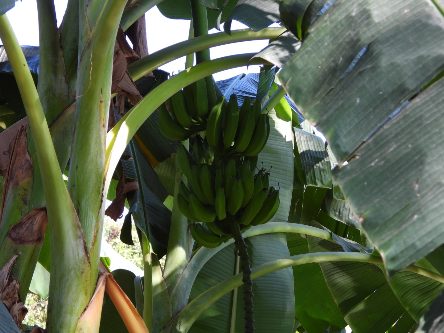 Bananeira - Banana da Terra