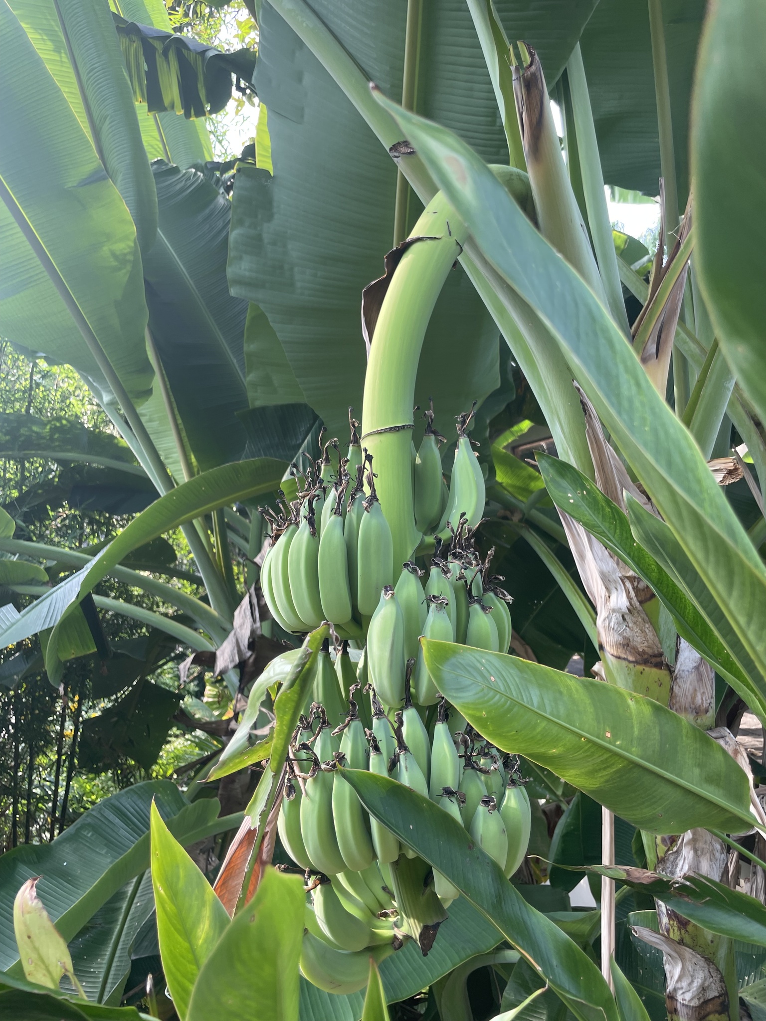 Bananeira - Banana da Terra