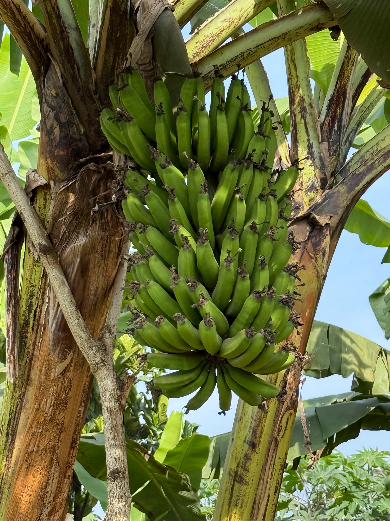 Bananeira - Banana Roxa