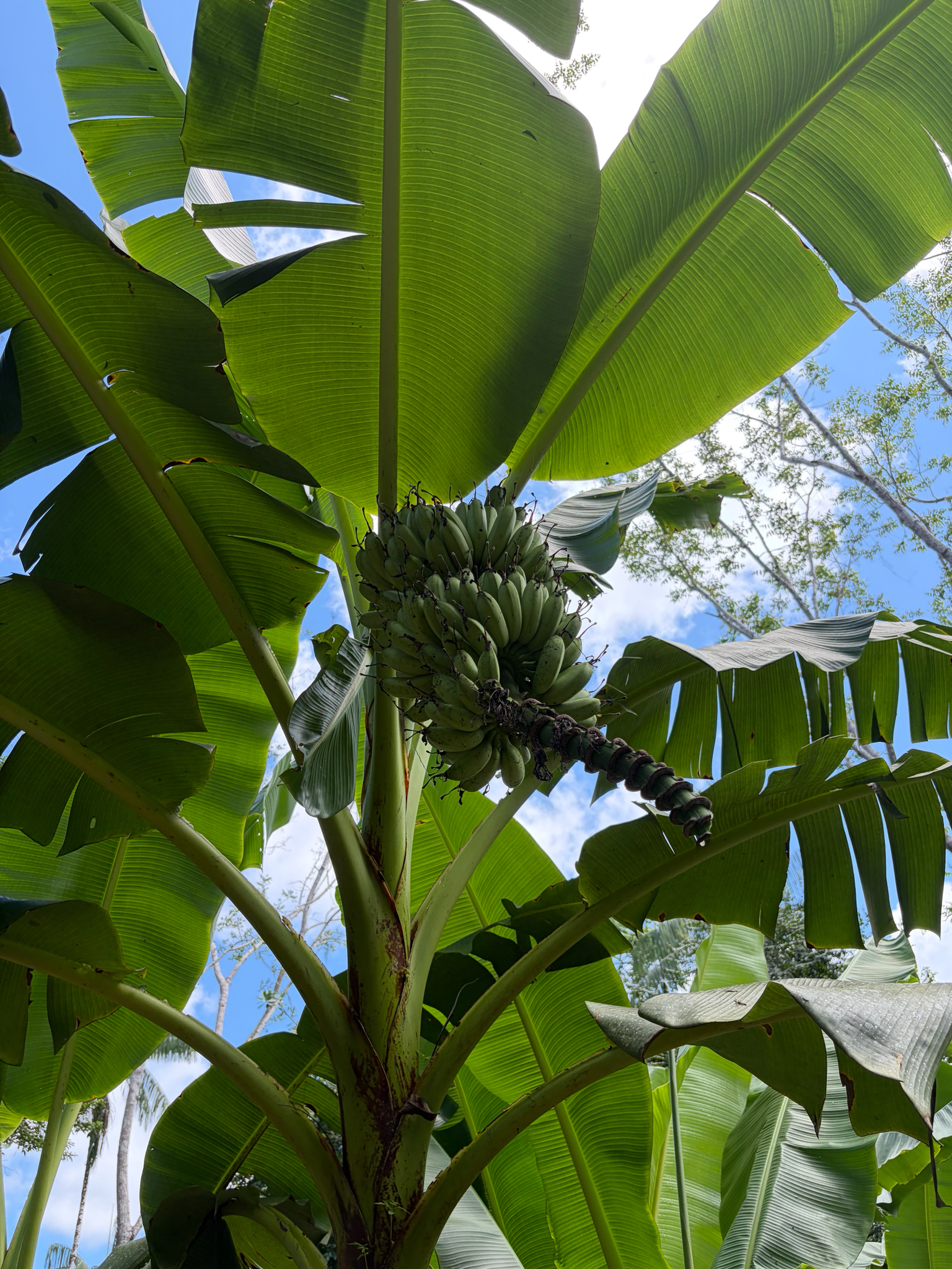 Bananeira - Banana Cavendish