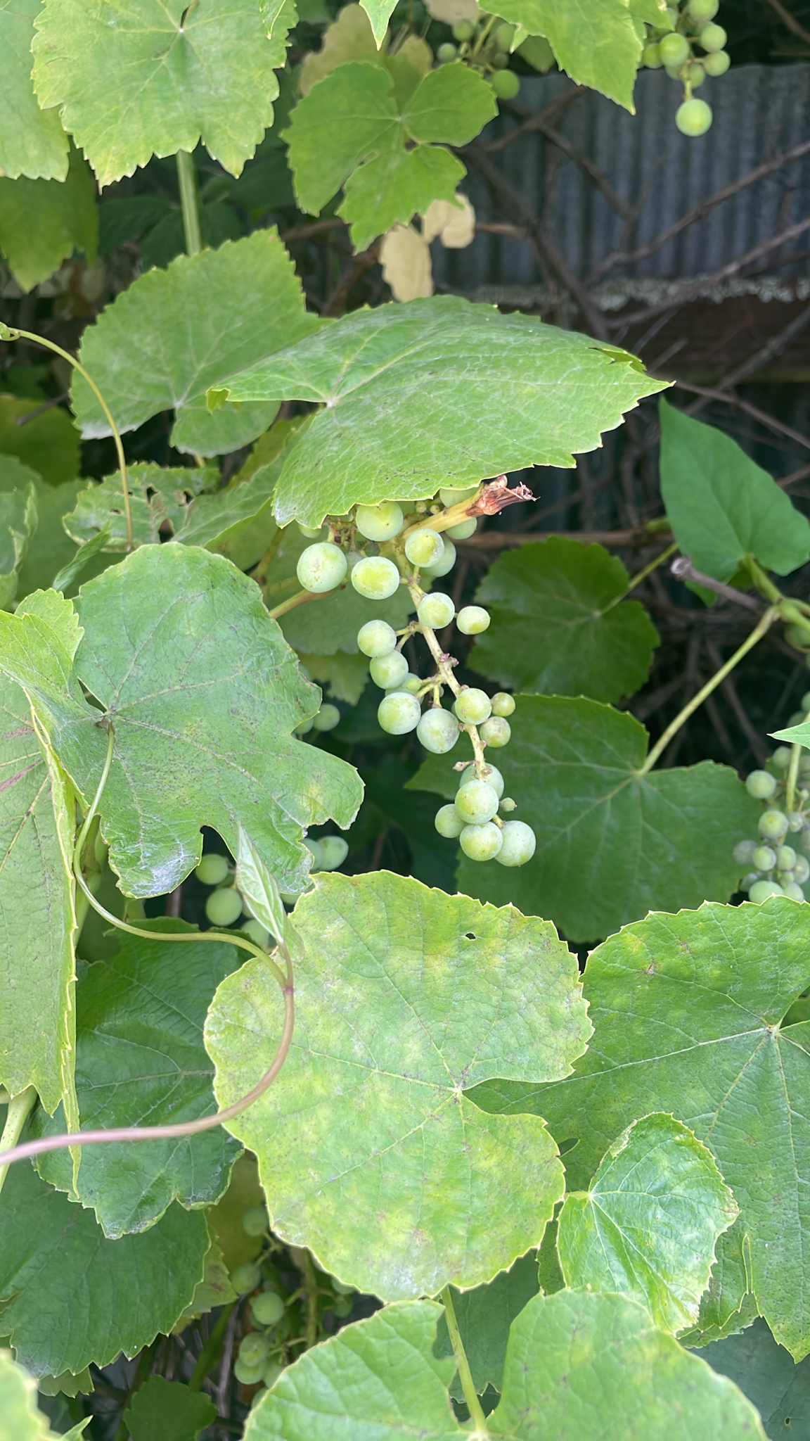 Parreira - Uva Thompson Seedless