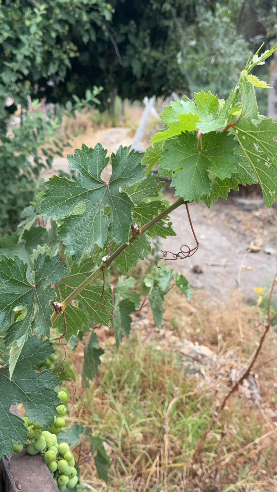 Parreira - Uva Cabernet Sauvignon