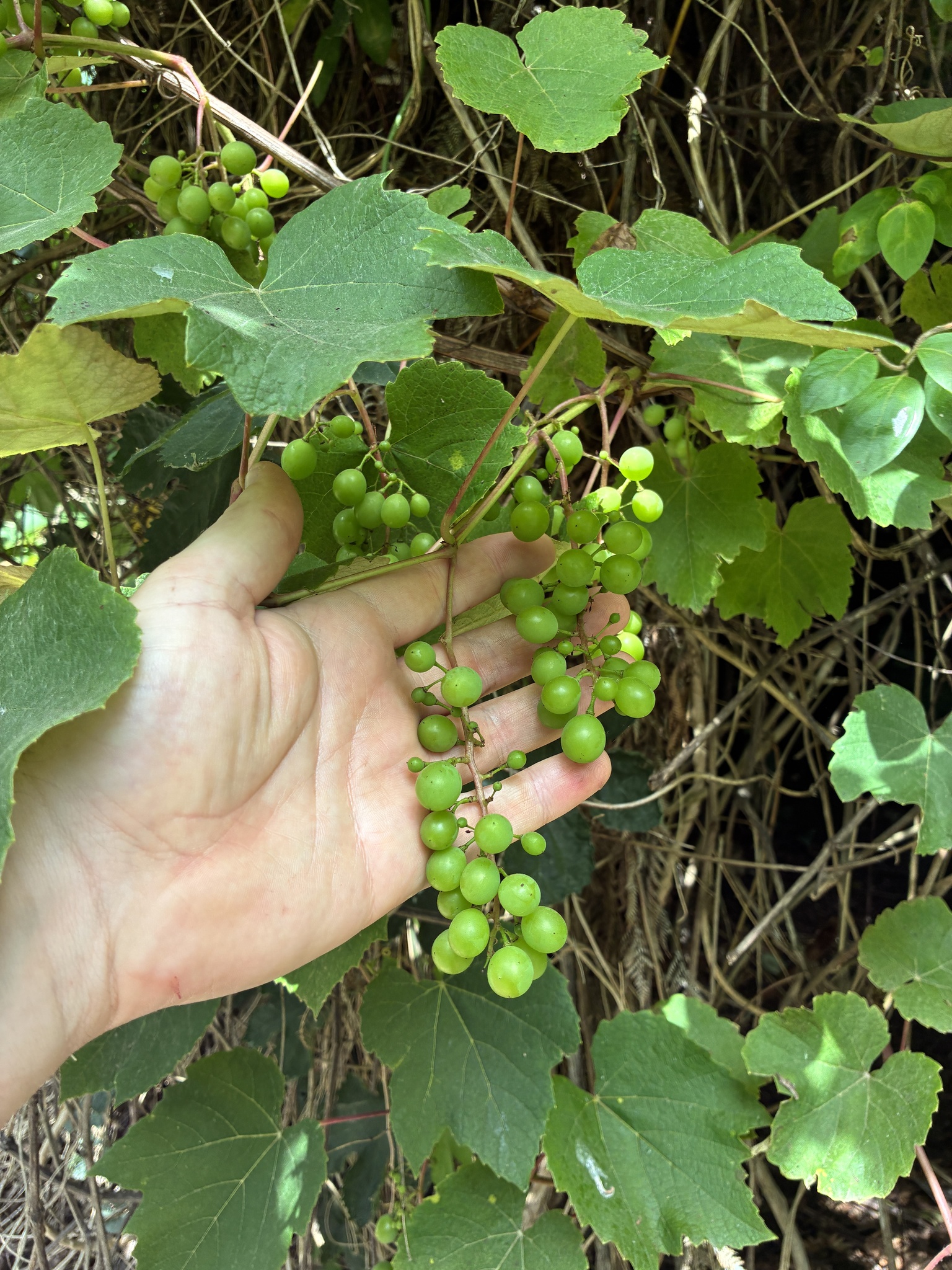 Parreira - Uva Merlot