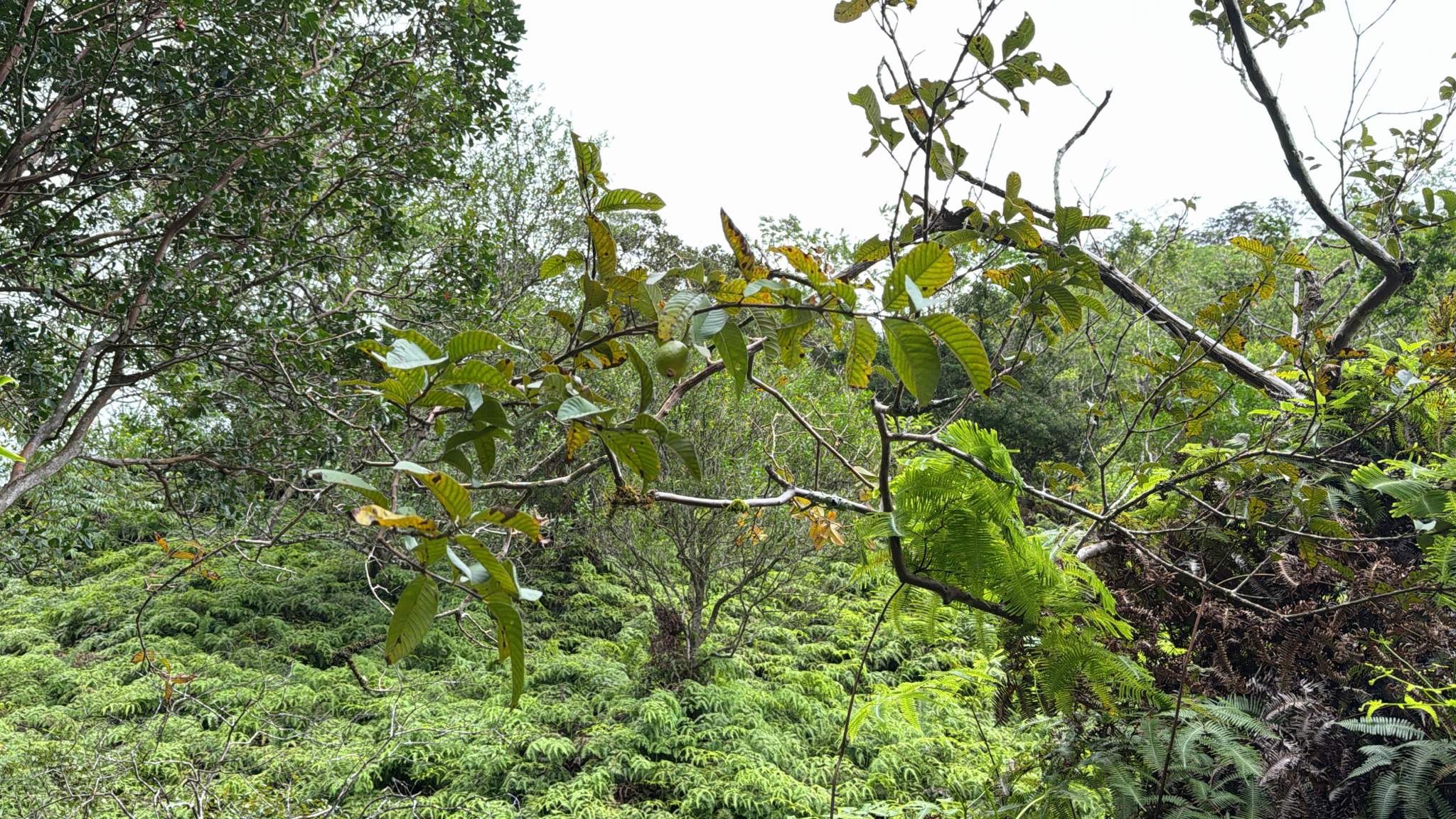 Goiabeira Cortibel