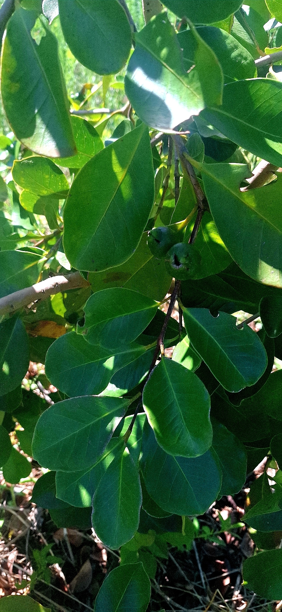 Araçazeiro - Araçá Amarelo