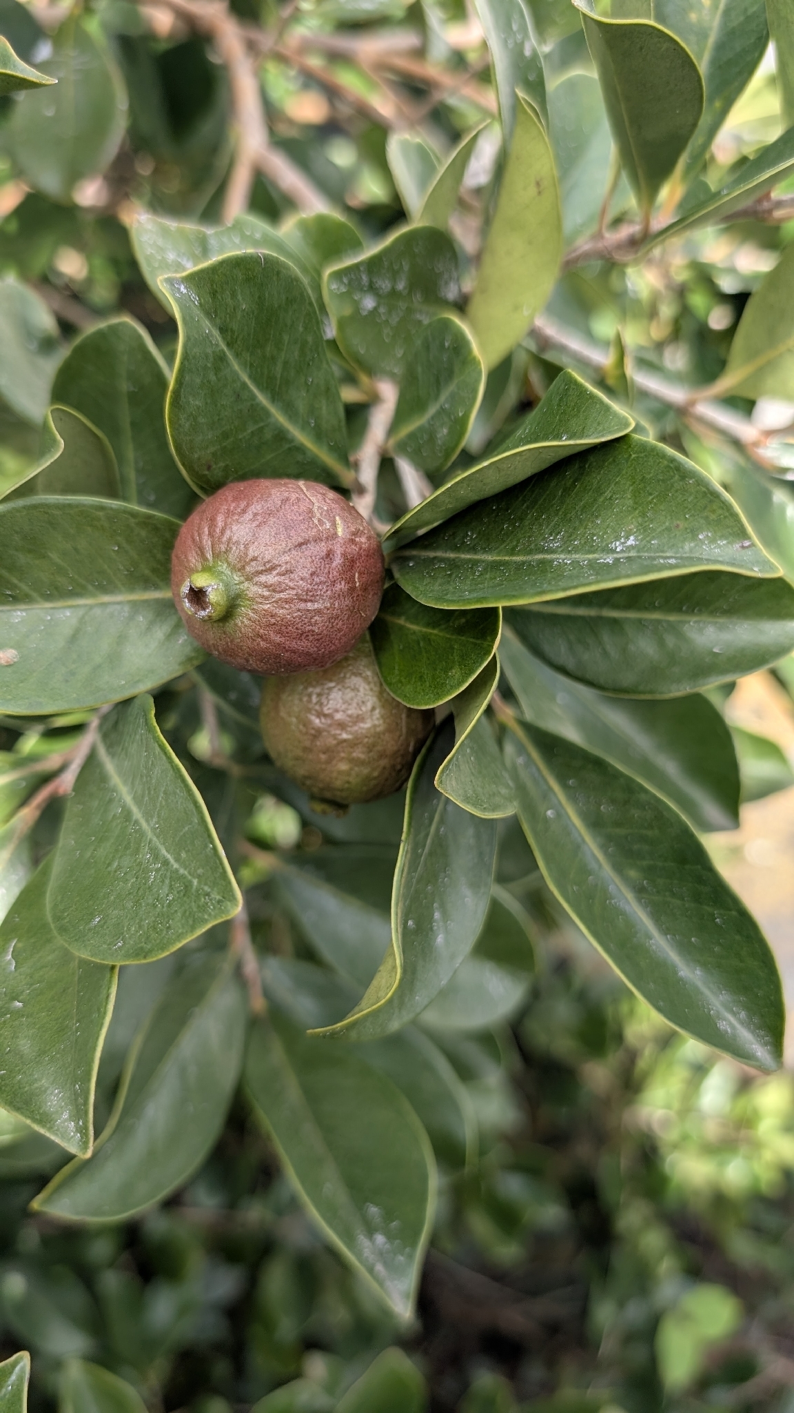 Araçazeiro - Araçá Vermelho