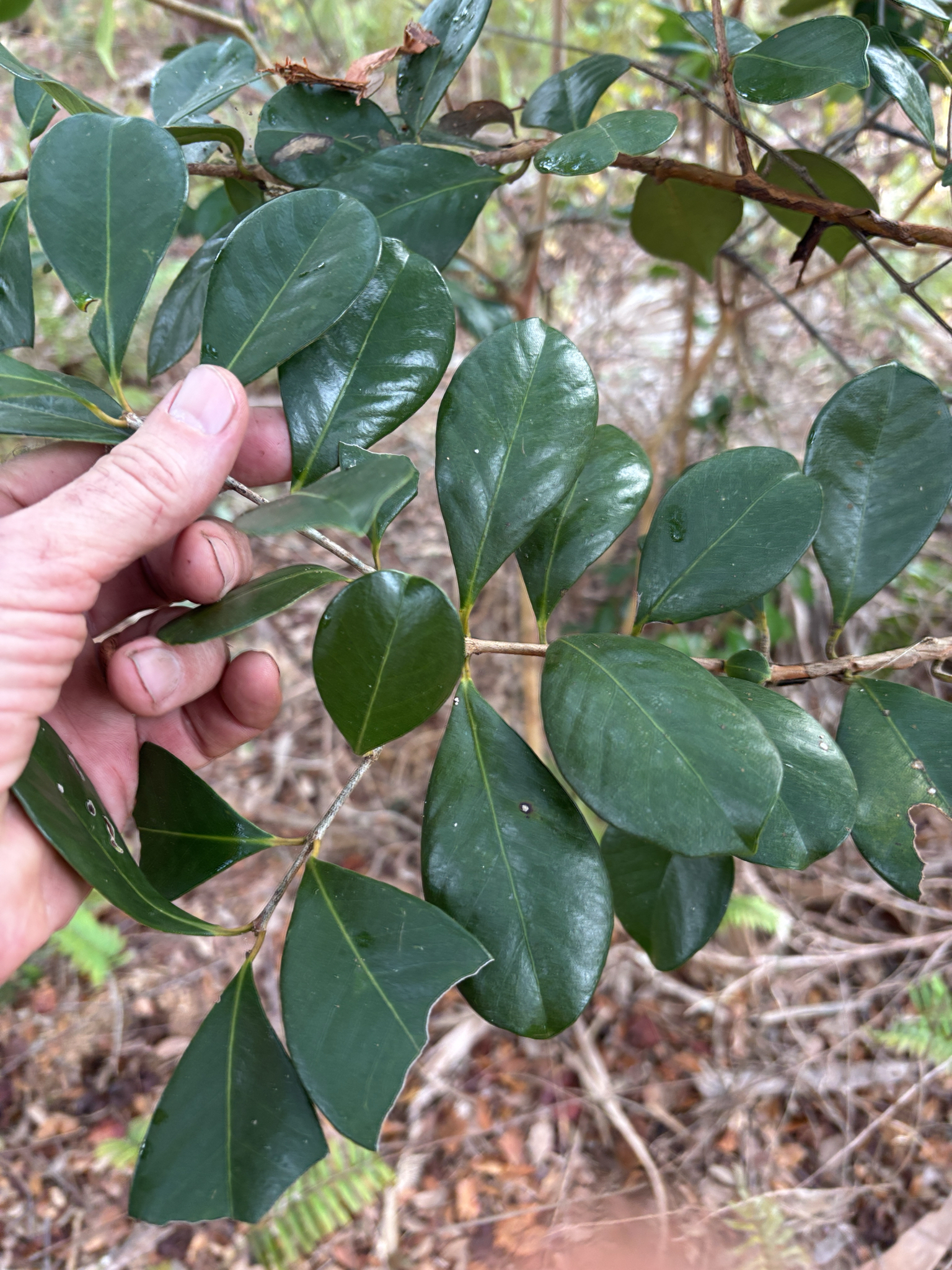 Araçazeiro - Araçá Vermelho
