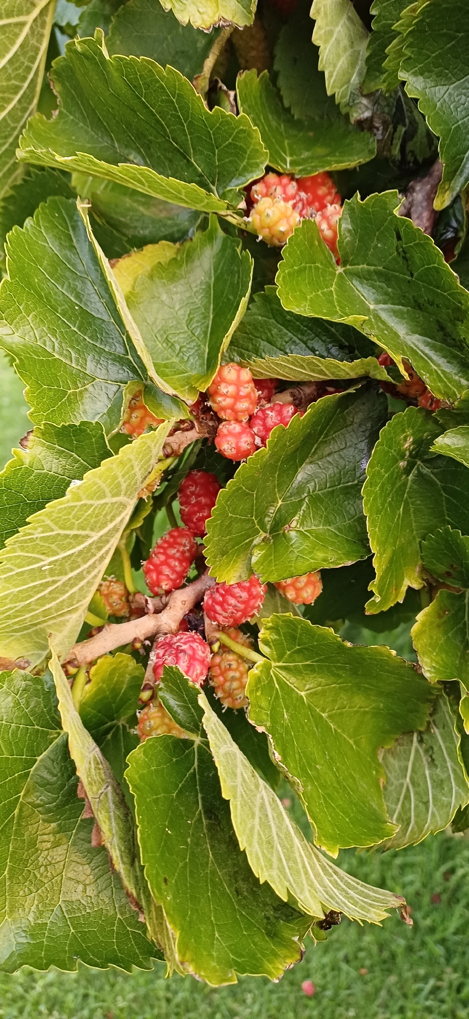 Amoreira Gigante Portuguesa