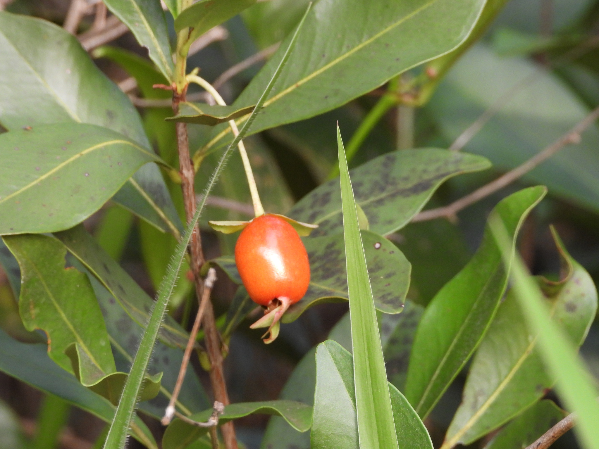Cerejeira do Rio Grande