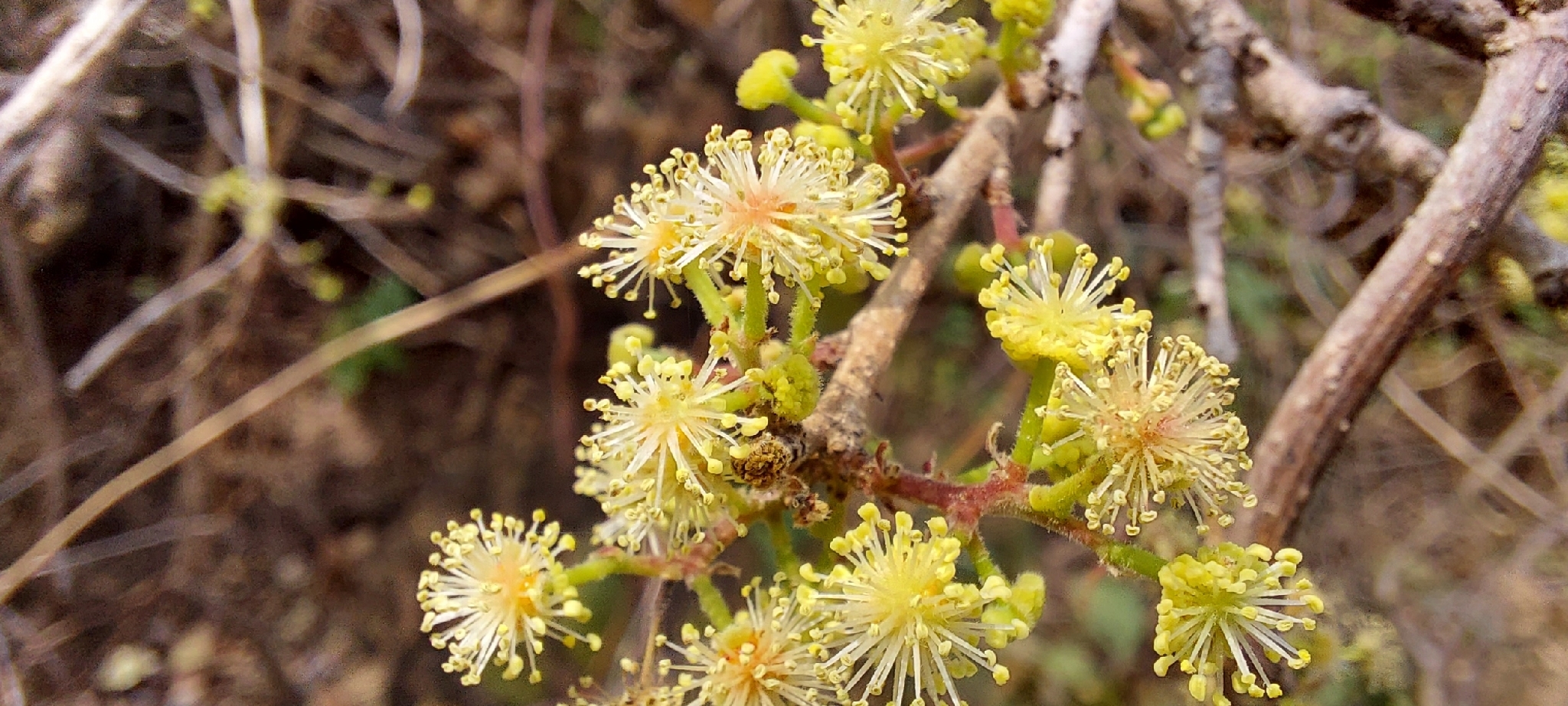 Cerejeira de Madagascar