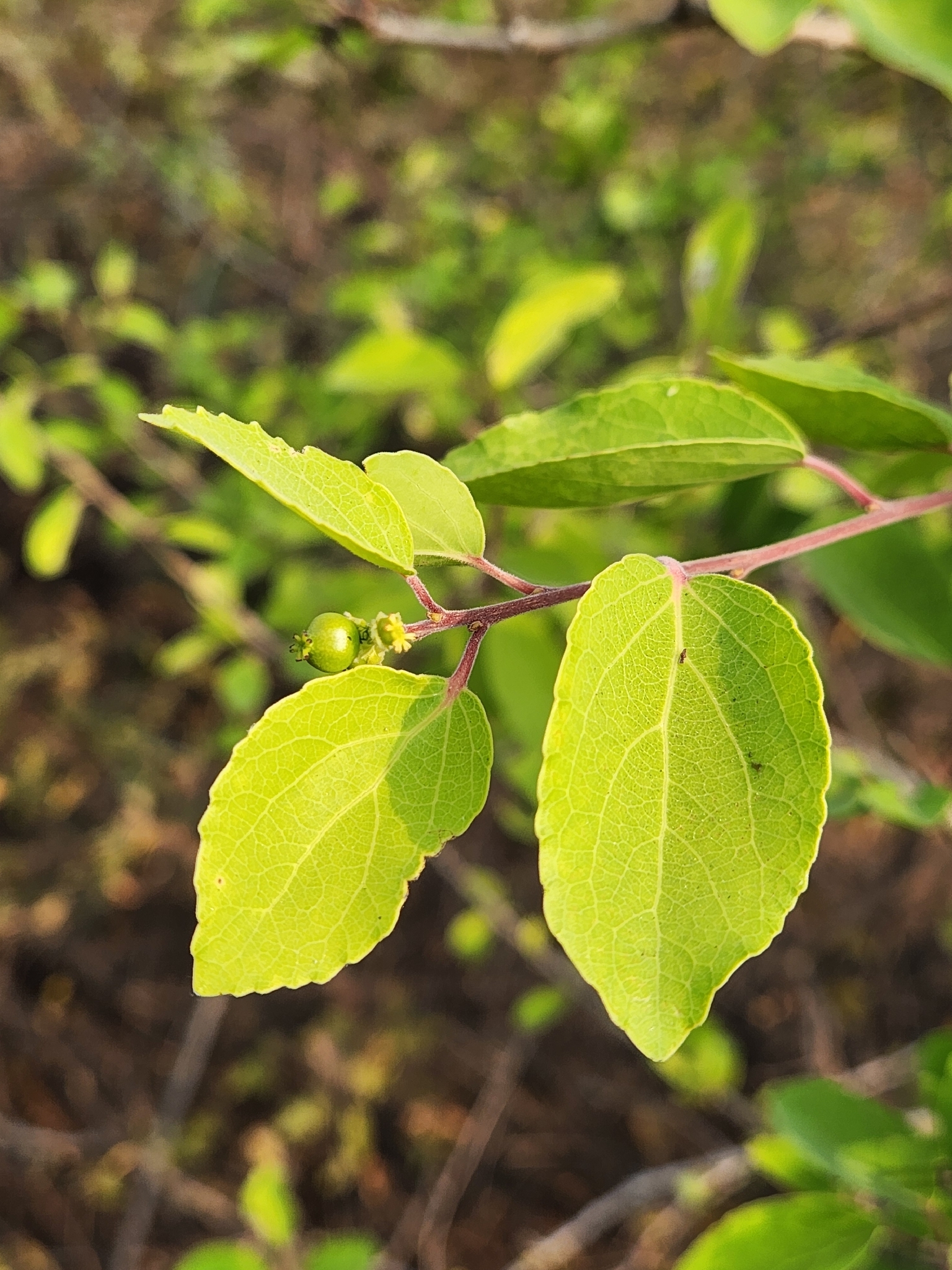 Cerejeira de Madagascar