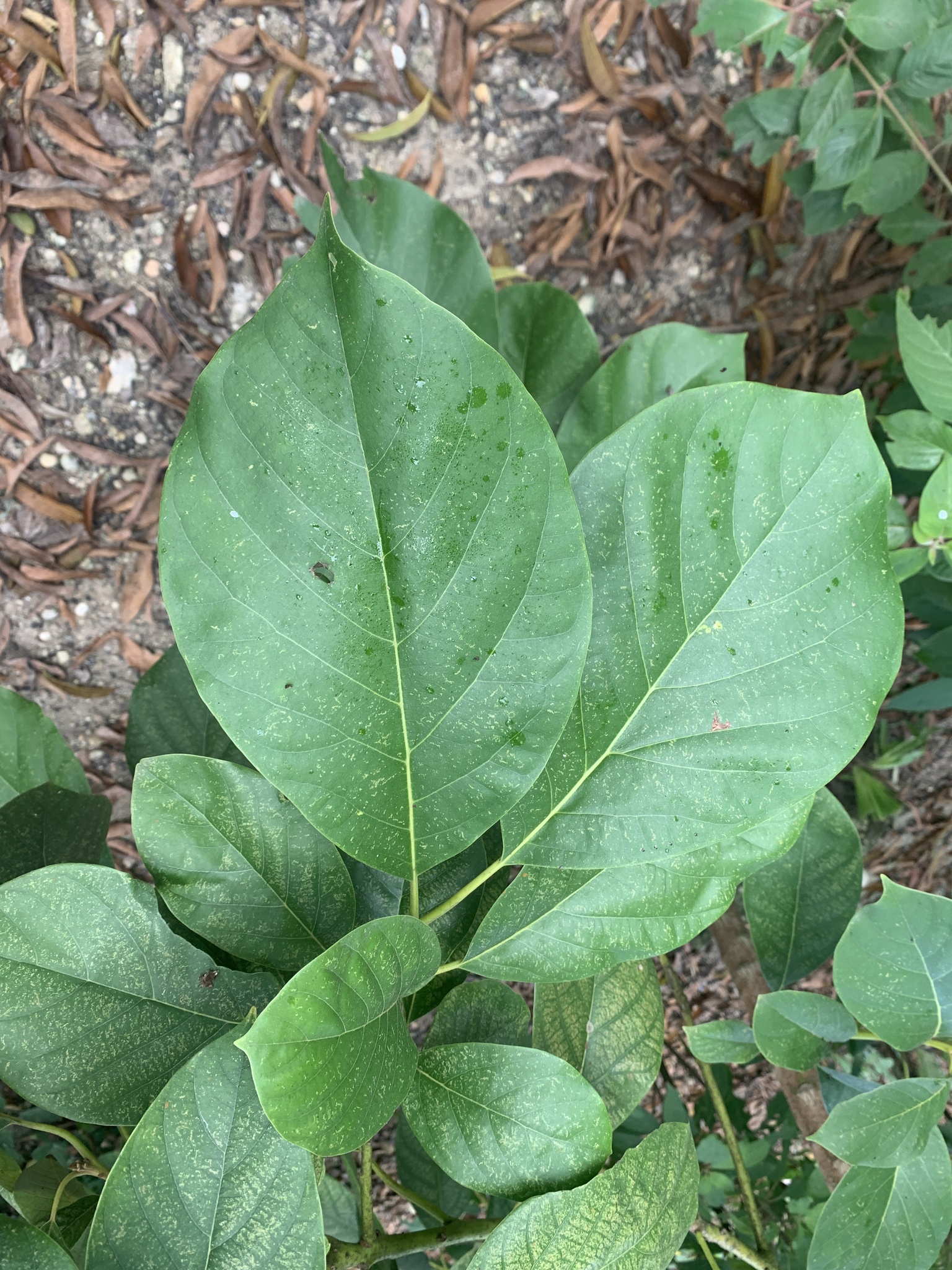 Abacateiro Margarida