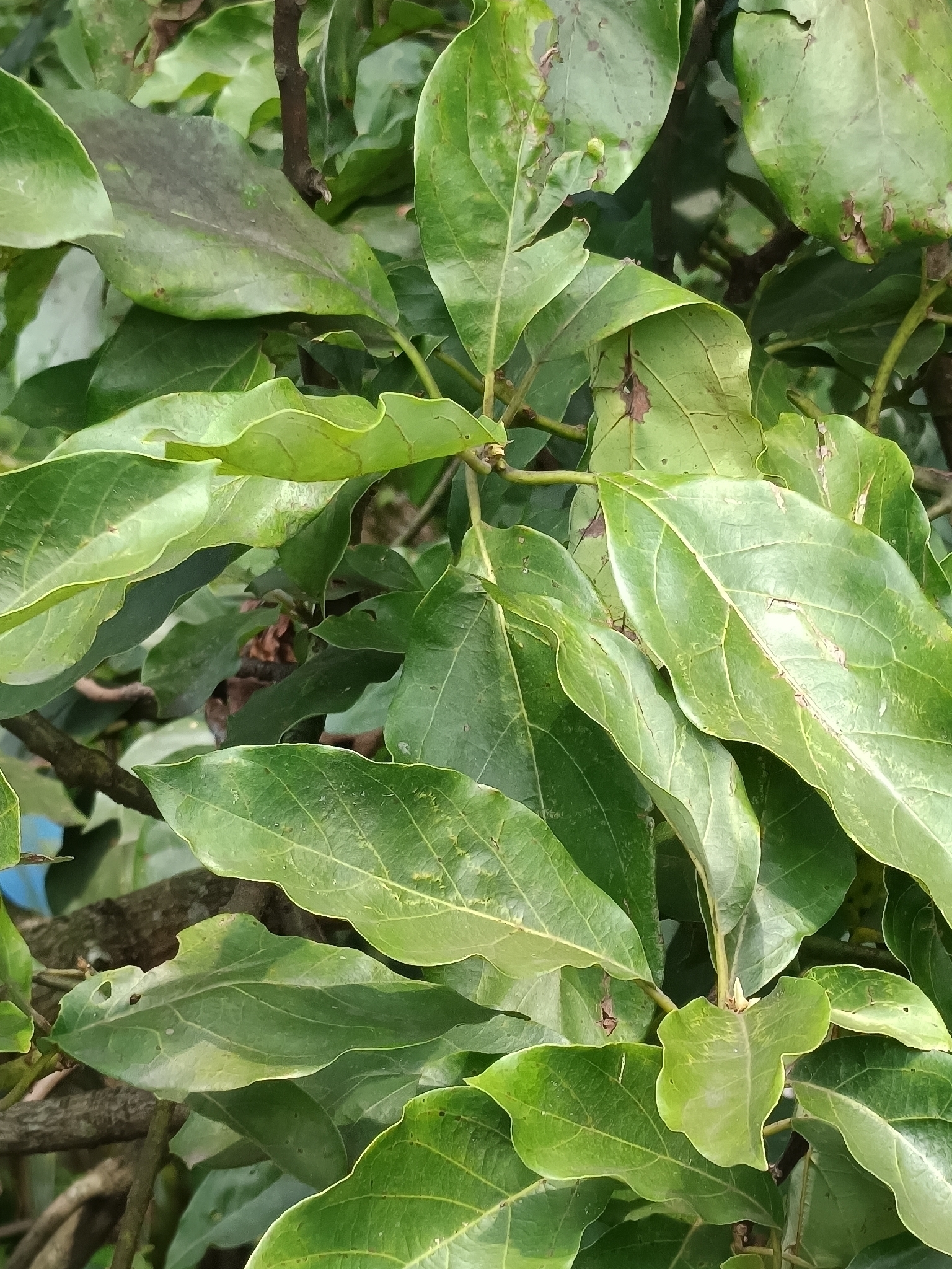 Abacateiro Margarida