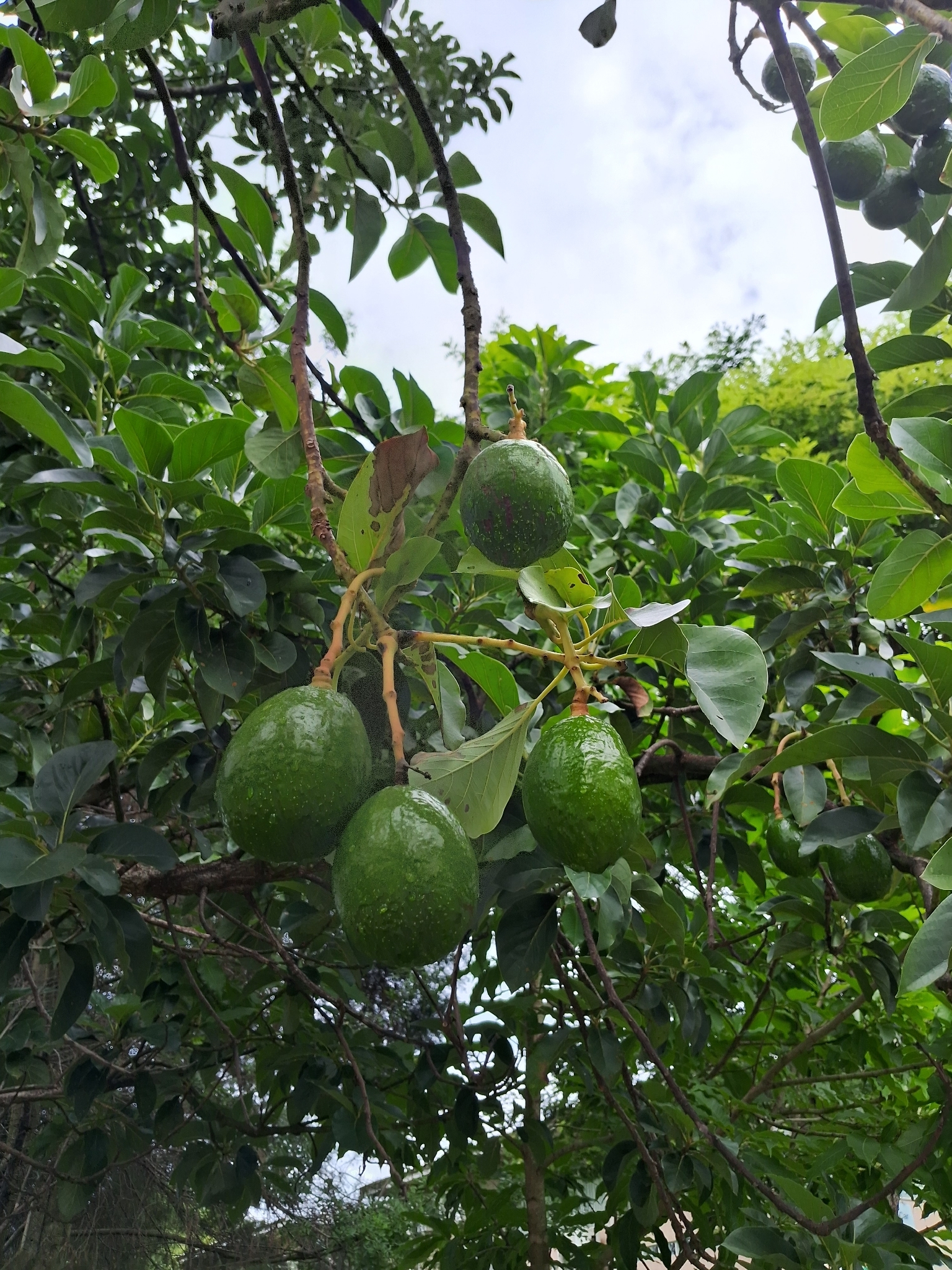 Abacateiro Breda