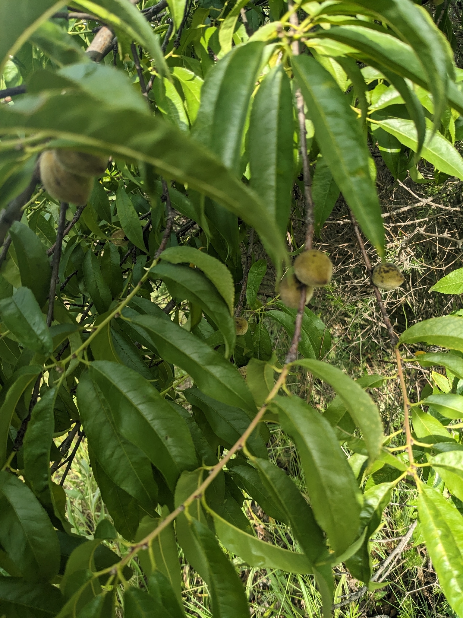 Pêssego Chimarrita