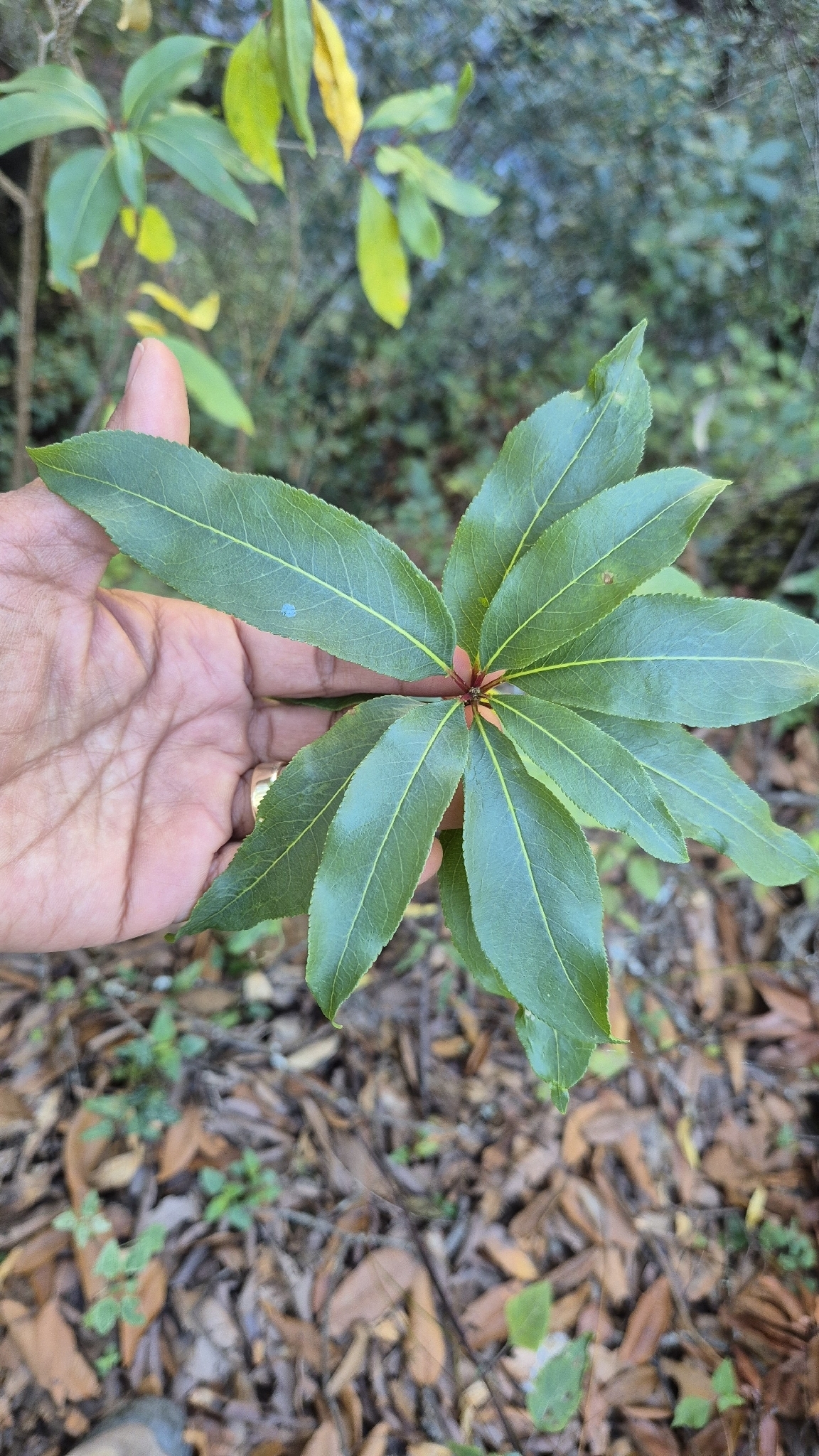 Nectarina Rubra