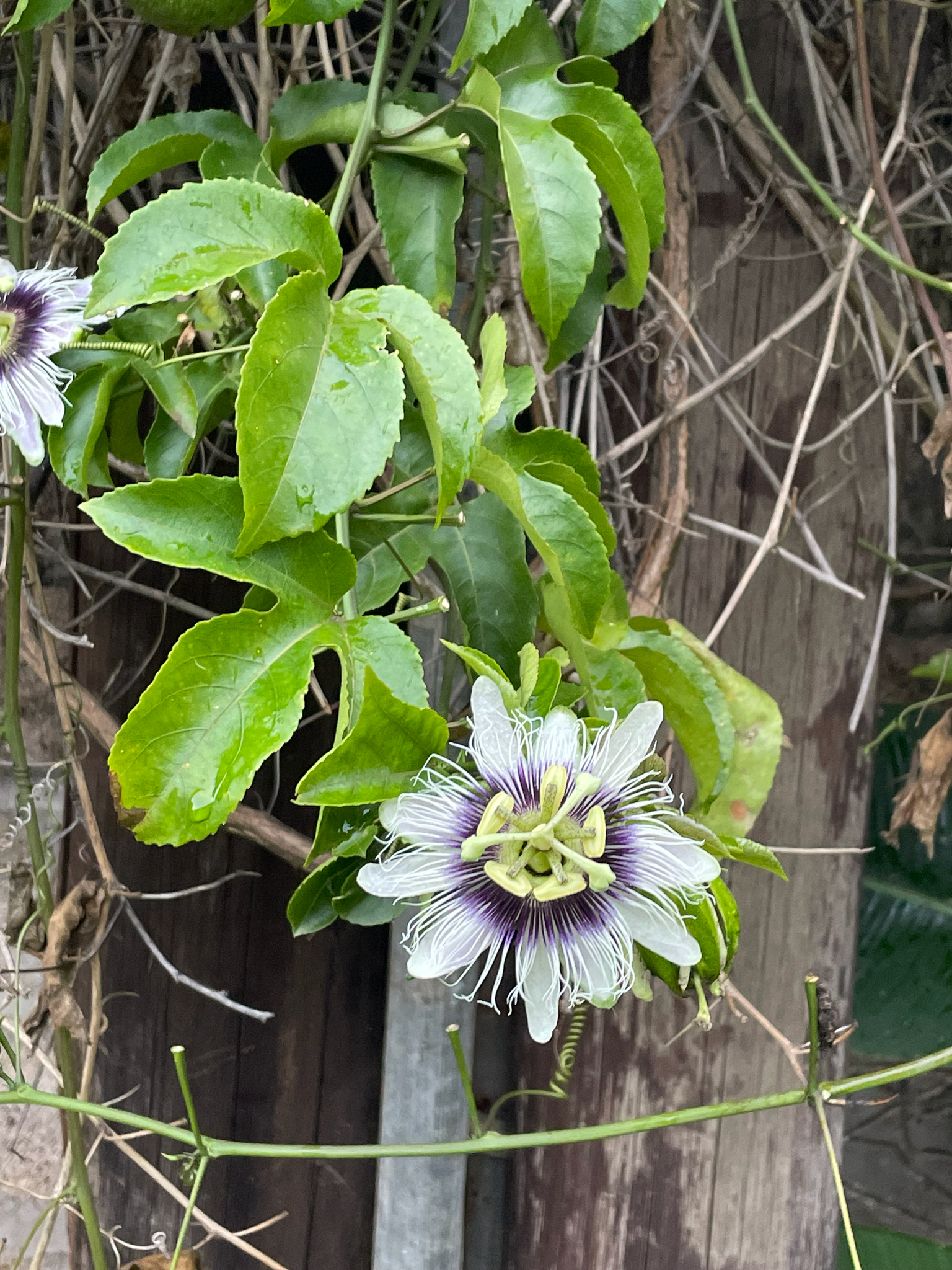 Maracujazeiro Roxo
